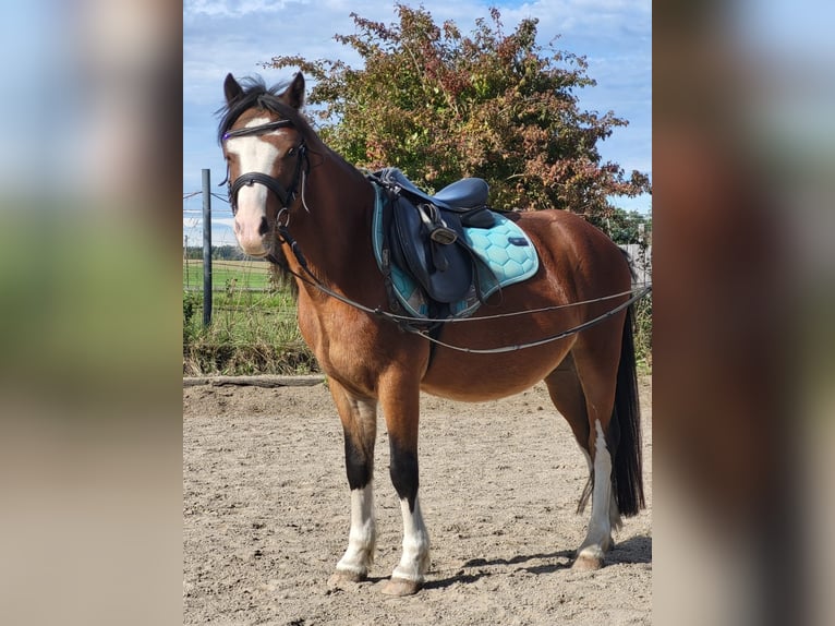 Welsh A (Mountain Pony) Gelding 4 years 11,2 hh Brown in Gro&#xDF;karolinenfeld