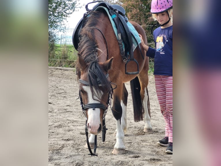 Welsh A (Mountain Pony) Gelding 4 years 11,2 hh Brown in Gro&#xDF;karolinenfeld