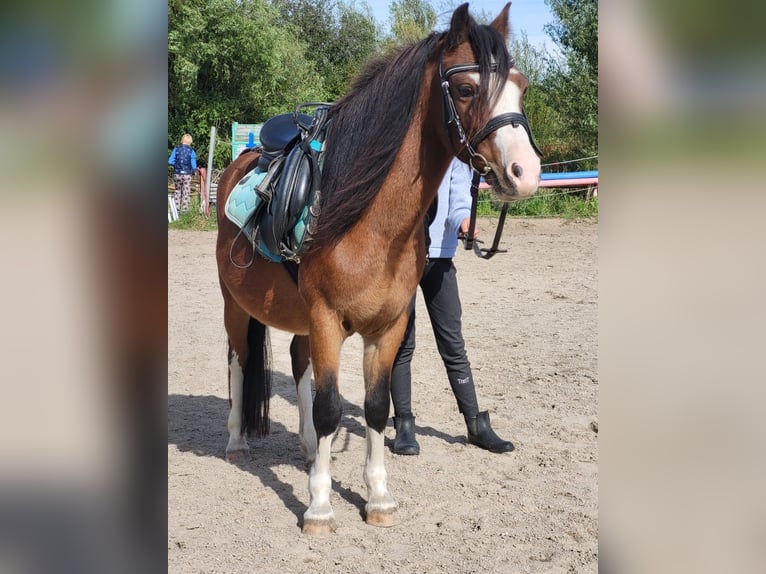 Welsh A (Mountain Pony) Gelding 4 years 11,2 hh Brown in Gro&#xDF;karolinenfeld