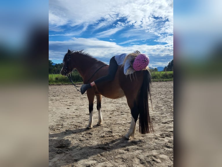Welsh A (Mountain Pony) Gelding 4 years 11,2 hh Brown in Gro&#xDF;karolinenfeld