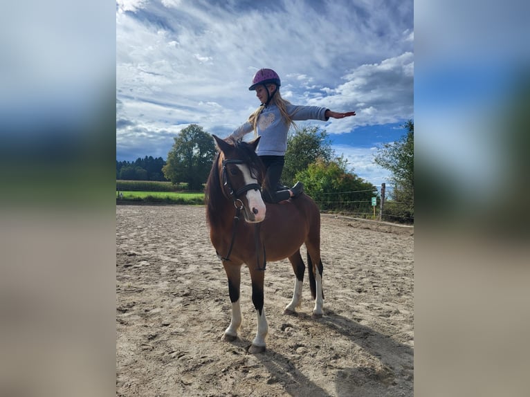 Welsh A (Mountain Pony) Gelding 4 years 11,2 hh Brown in Gro&#xDF;karolinenfeld
