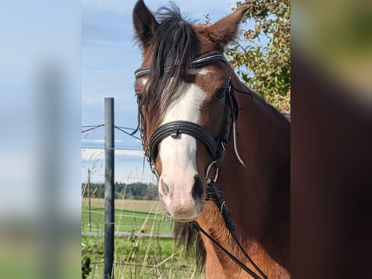 Welsh A (Mountain Pony) Gelding 4 years 11,2 hh Brown in Gro&#xDF;karolinenfeld