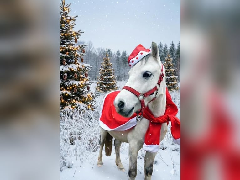 Welsh A (Mountain Pony) Gelding 4 years 11,2 hh Grey-Dark-Tan in Steinborn