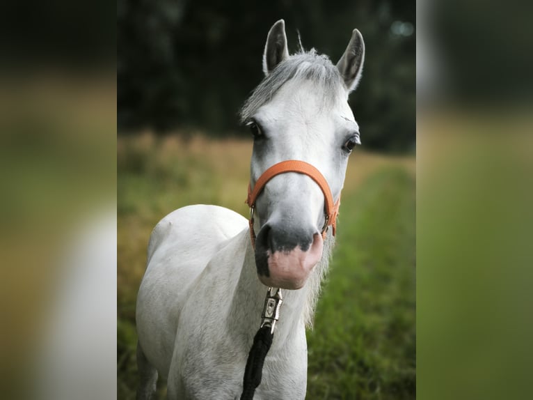 Welsh A (Mountain Pony) Gelding 4 years 11,2 hh Grey in Kindelbrück