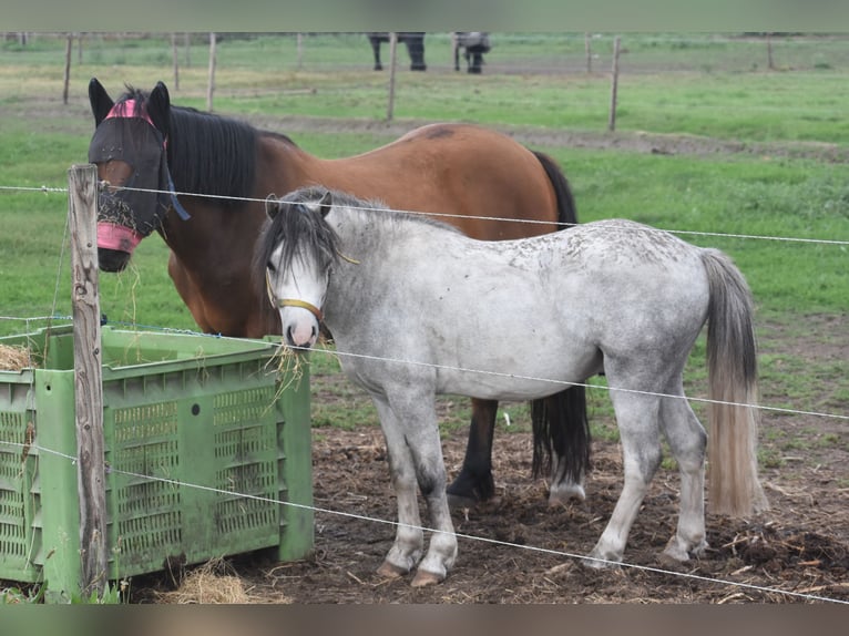 Welsh A (Mountain Pony) Gelding 4 years 11,2 hh Grey in Achtmaal Welsh A (Mountain Pony) Gelding 4 years 11,2 hh Grey in Achtmaal