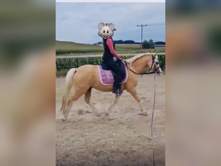 Welsh A (Mountain Pony) Gelding 4 years 11,2 hh Palomino in Hohenthann