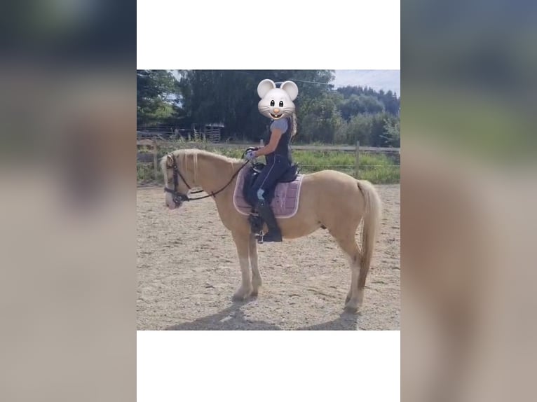 Welsh A (Mountain Pony) Gelding 4 years 11,2 hh Palomino in Hohenthann