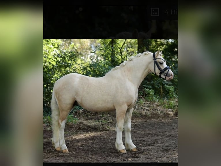 Welsh A (Mountain Pony) Gelding 4 years 11,2 hh Palomino in Hohenthann