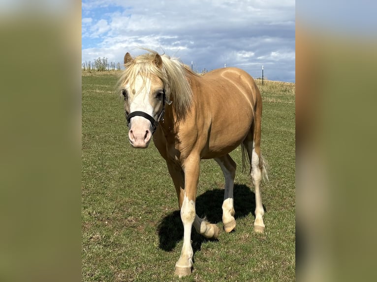 Welsh A (Mountain Pony) Gelding 4 years 11,2 hh Palomino in Hohenthann