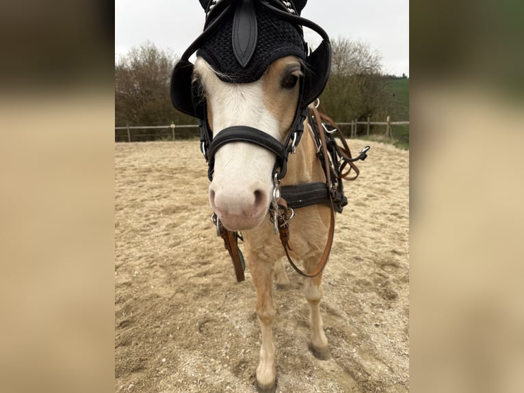 Welsh A (Mountain Pony) Gelding 4 years 11,2 hh Palomino in Hohenthann