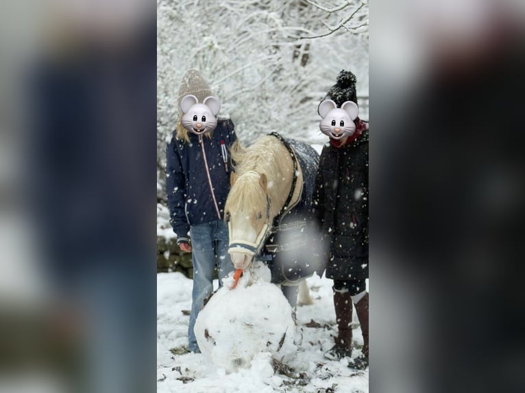 Welsh A (Mountain Pony) Gelding 4 years 11,2 hh Palomino in Hohenthann