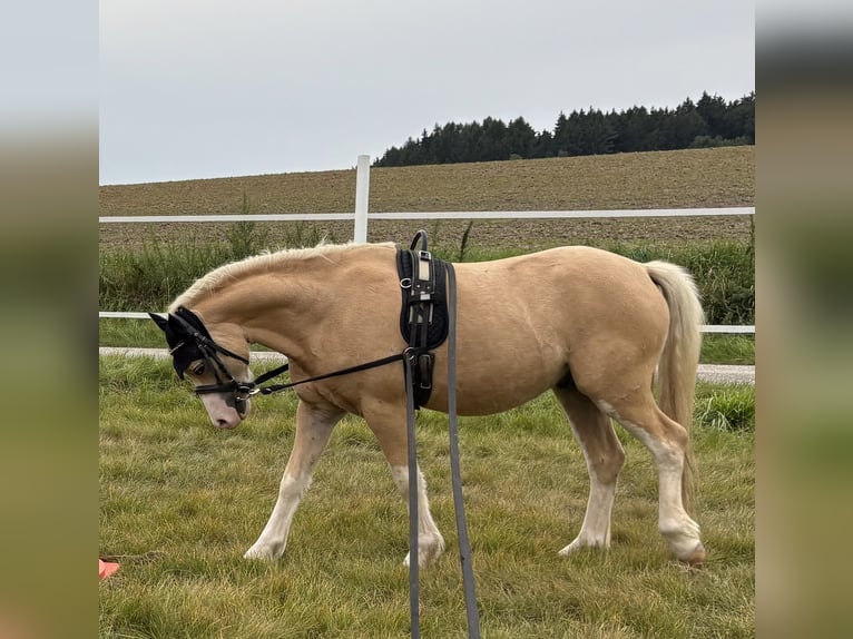Welsh A (Mountain Pony) Gelding 4 years 11,2 hh Palomino in Hohenthann