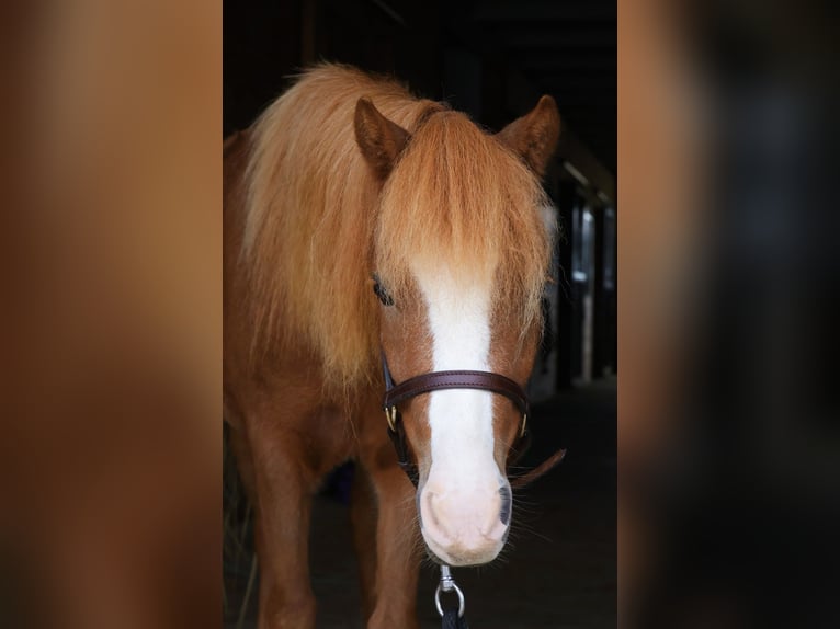 Welsh A (Mountain Pony) Mix Gelding 4 years 11,2 hh Sorrel in New Holland
