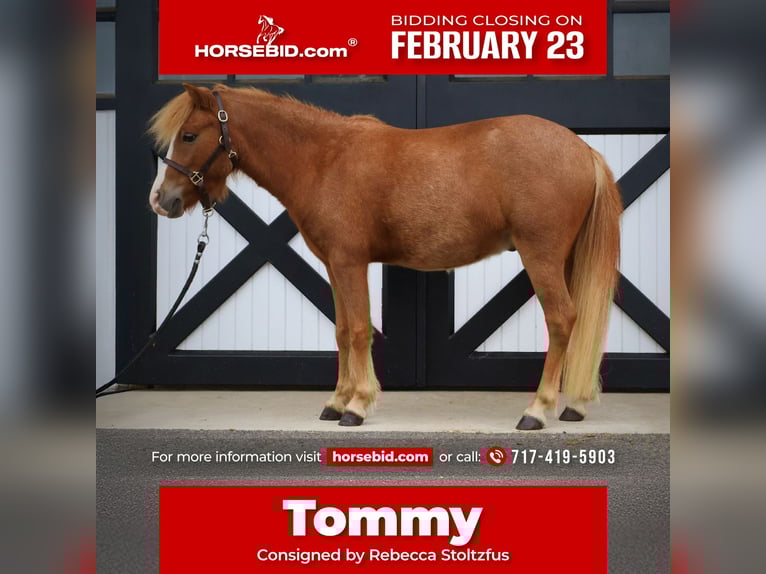 Welsh A (Mountain Pony) Mix Gelding 4 years 11,2 hh Sorrel in New Holland