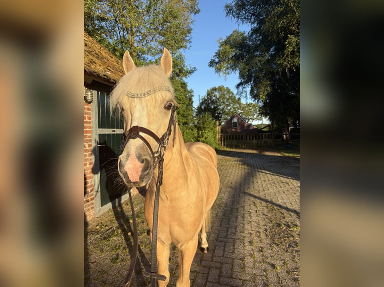 Welsh A (Mountain Pony) Mix Gelding 4 years 12.1 hh Palomino in Fluitenberg