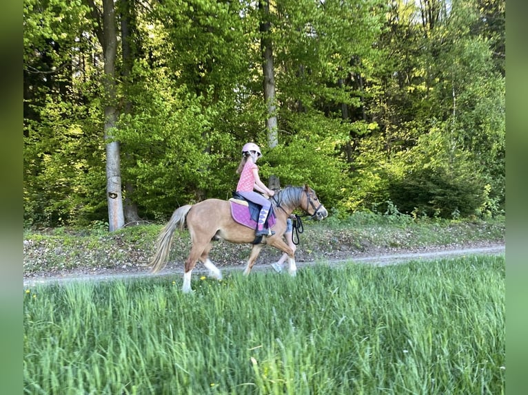 Welsh A (Mountain Pony) Gelding 4 years 12 hh Brown-Light in Deuerling