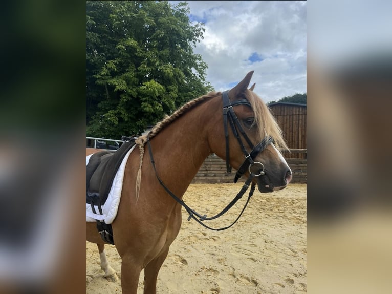 Welsh A (Mountain Pony) Gelding 4 years 12 hh Chestnut-Red in Finnentrop