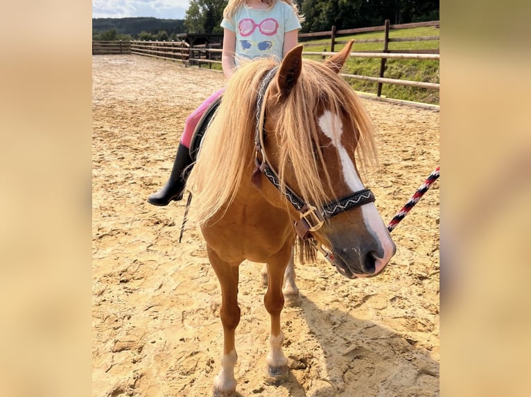 Welsh A (Mountain Pony) Gelding 4 years 12 hh Chestnut-Red in Finnentrop