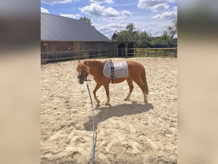 Welsh A (Mountain Pony) Gelding 4 years 12 hh Chestnut-Red in Finnentrop