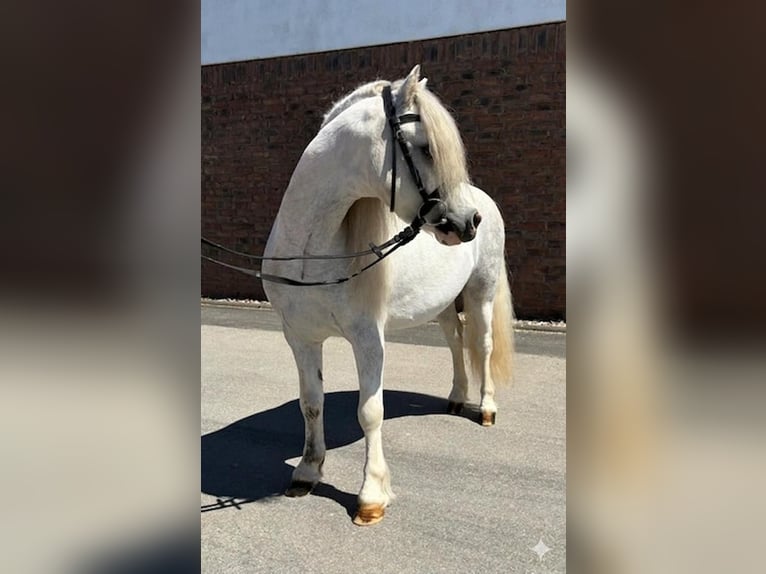 Welsh A (Mountain Pony) Gelding 4 years 12 hh Grey in Niederkassel