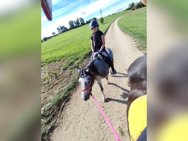 Welsh A (Mountain Pony) Gelding 4 years 12 hh Grey-Dapple in Lichtenegg