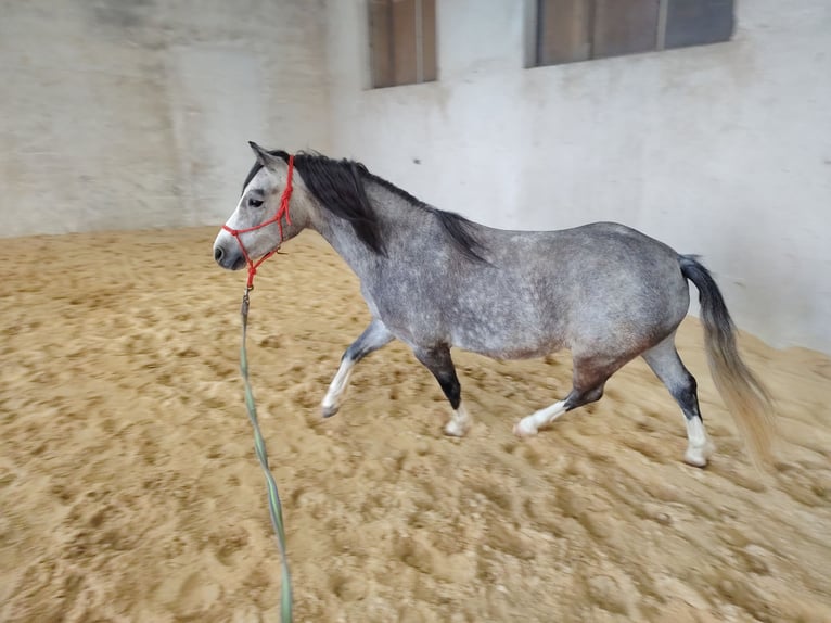 Welsh A (Mountain Pony) Gelding 4 years 12 hh Grey-Dapple in Lichtenegg