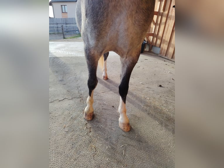 Welsh A (Mountain Pony) Gelding 4 years 12 hh Grey-Dapple in Lichtenegg