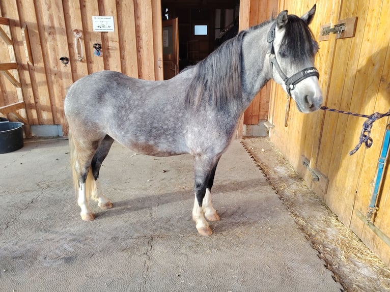 Welsh A (Mountain Pony) Gelding 4 years 12 hh Grey-Dapple in Lichtenegg