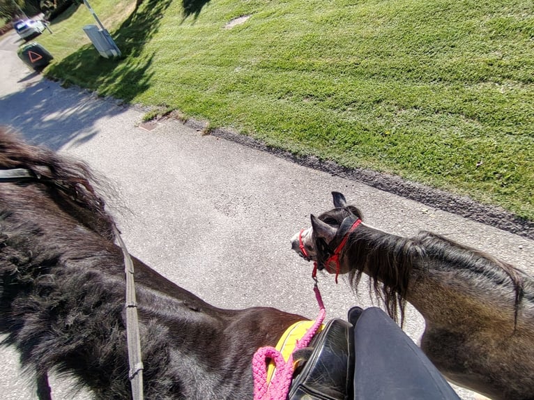 Welsh A (Mountain Pony) Gelding 4 years 12 hh Grey-Dapple in Lichtenegg