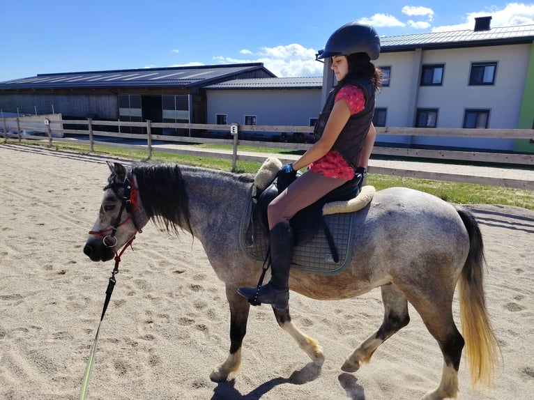Welsh A (Mountain Pony) Gelding 4 years 12 hh Grey-Dapple in Lichtenegg