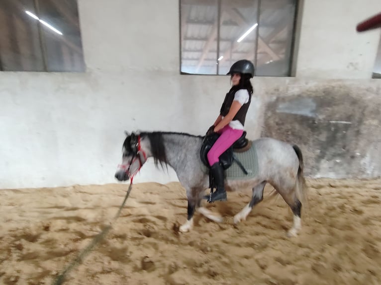 Welsh A (Mountain Pony) Gelding 4 years 12 hh Grey-Dapple in Lichtenegg