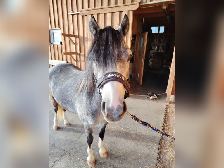 Welsh A (Mountain Pony) Gelding 4 years 12 hh Grey-Dapple in Lichtenegg