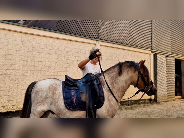 Welsh A (Mountain Pony) Gelding 4 years 12 hh Grey-Red-Tan in Schwalmstadt