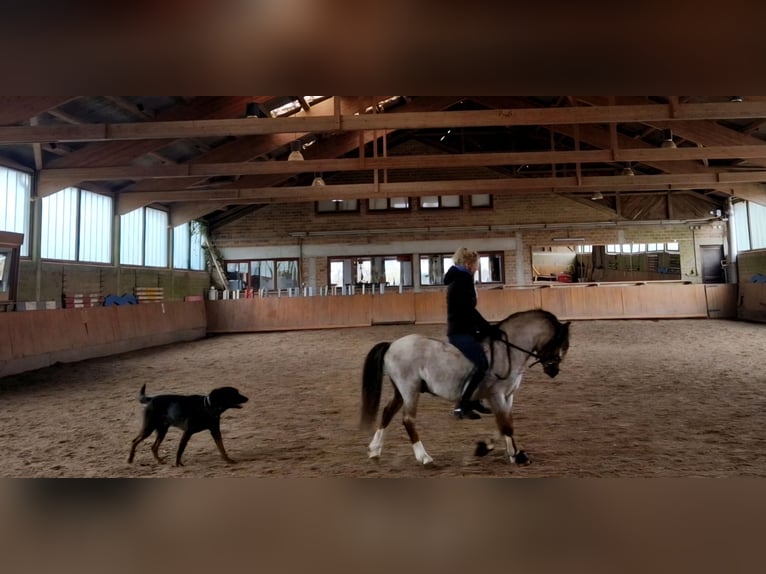 Welsh A (Mountain Pony) Gelding 4 years 12 hh Grey-Red-Tan in Schwalmstadt