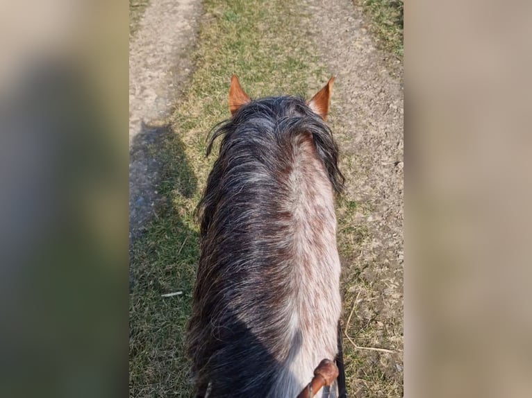 Welsh A (Mountain Pony) Gelding 4 years 12 hh Grey-Red-Tan in Schwalmstadt