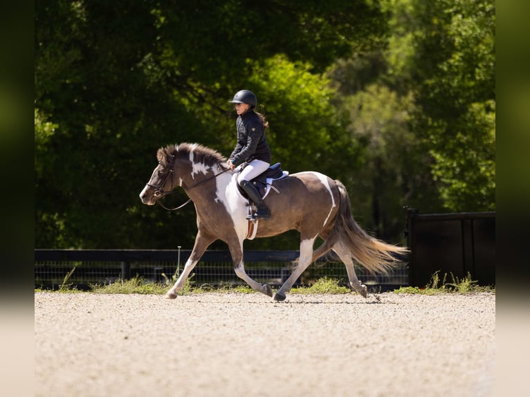 Welsh A (Mountain Pony) Mix Gelding 4 years 13 hh Pinto in Ocala