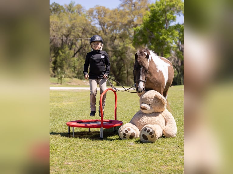 Welsh A (Mountain Pony) Mix Gelding 4 years 13 hh Pinto in Ocala