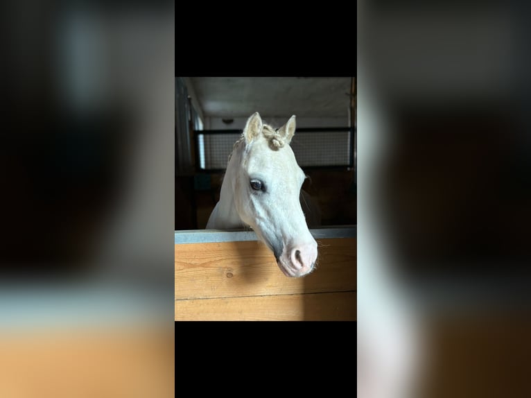 Welsh A (Mountain Pony) Gelding 5 years 11.1 hh Grey in Groß TwülpstedtVolkmarsdorf