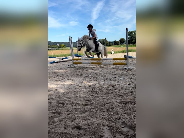 Welsh A (Mountain Pony) Gelding 5 years 11.1 hh Grey in Meinhard