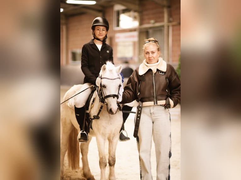 Welsh A (Mountain Pony) Gelding 5 years 11.1 hh Grey in Meinhard