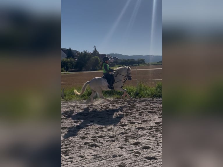 Welsh A (Mountain Pony) Gelding 5 years 11.1 hh Grey in Meinhard