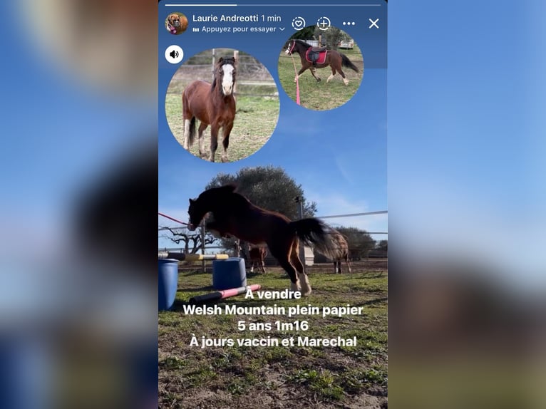 Welsh A (Mountain Pony) Gelding 5 years 11.1 hh  in Remoulins
