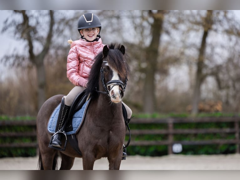 Welsh A (Mountain Pony) Gelding 5 years 11.1 hh Smoky-Black in Groningen