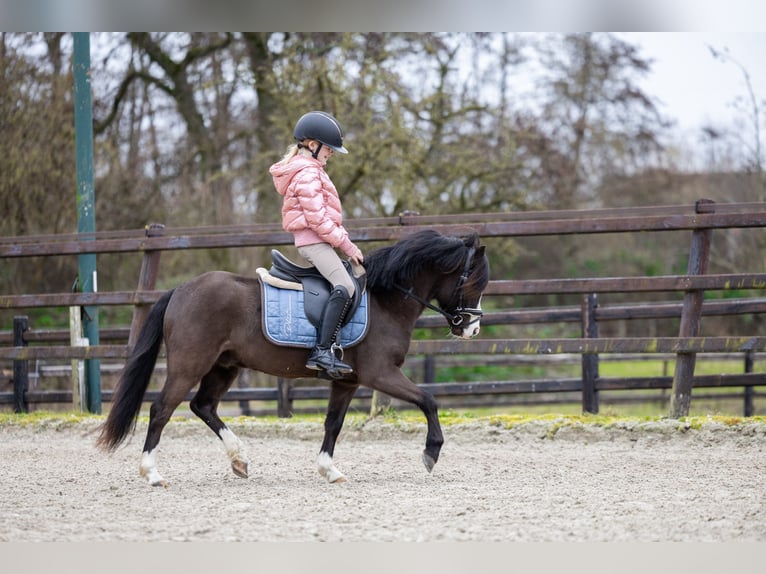 Welsh A (Mountain Pony) Gelding 5 years 11.1 hh Smoky-Black in Groningen
