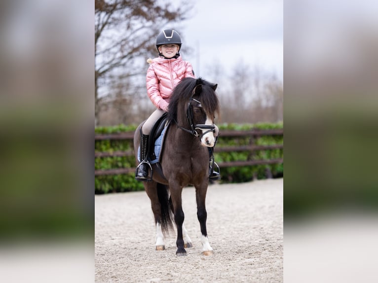 Welsh A (Mountain Pony) Gelding 5 years 11.1 hh Smoky-Black in Groningen