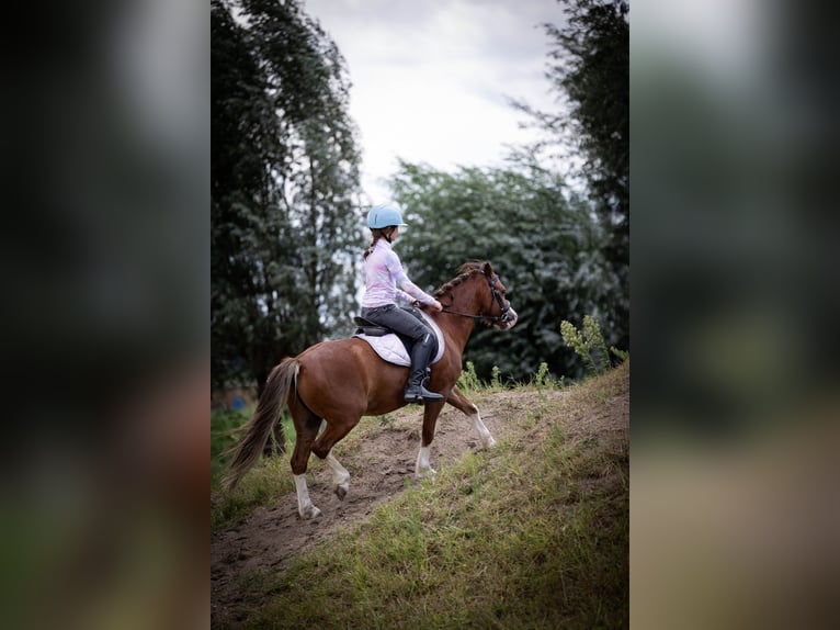 Welsh A (Mountain Pony) Gelding 5 years 11.2 hh  in Sliedrecht