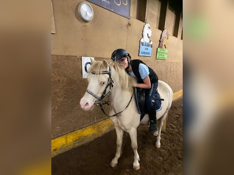 Welsh A (Mountain Pony) Gelding 5 years 11.2 hh Palomino in Hintermoos