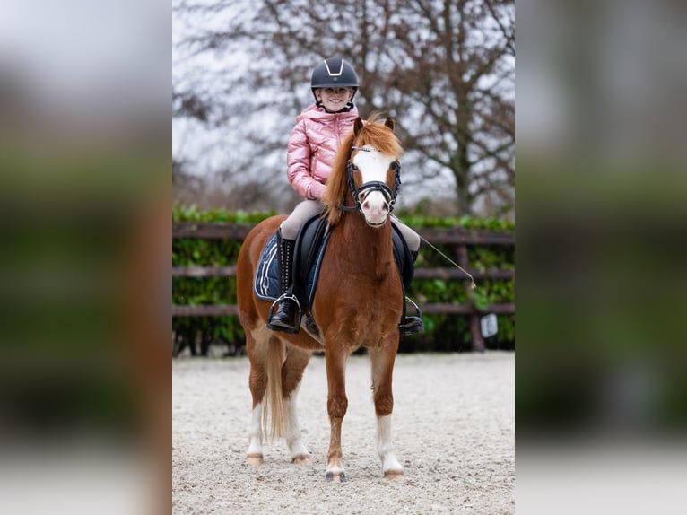 Welsh A (Mountain Pony) Gelding 5 years 11.2 hh Sorrel in Groningen