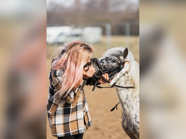 Welsh A (Mountain Pony) Gelding 5 years 11 hh Leopard-Piebald in Poznań