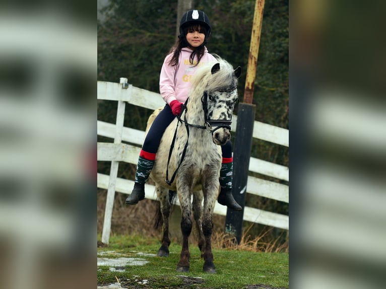 Welsh A (Mountain Pony) Gelding 5 years 11 hh Leopard-Piebald in Poznań